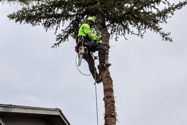 A man with a lime green shirt and hard hat trimming a tree.